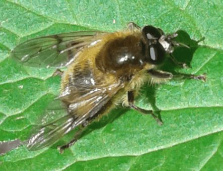 Syrphidae : Brachypalpus cfr. valgus ?  S, femmina